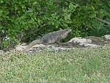 Iguana Outside The Hyatt 3